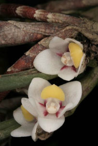 管葉牛角蘭 管葉牛角蘭