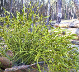 槲寄生科 槲寄生科