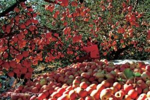 中華大果園 中華大果園