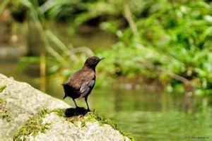 褐河烏滇西亞種