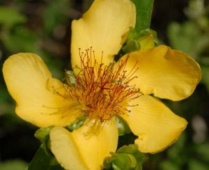 長柱金絲桃 長柱金絲桃