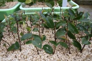 短柄細葉連蕊茶 短柄細葉連蕊茶