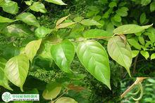 鉤藤[茜草目茜草科植物]