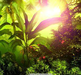 熱帶雨林生物群系 熱帶雨林生物群系