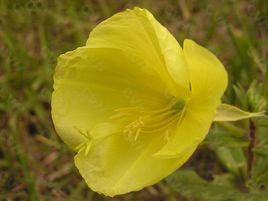 黃花月見草 黃花月見草