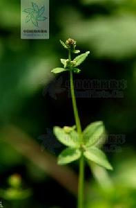 闊葉四葉葎（變種）