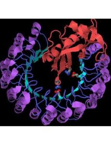 RNA聚合酶 RNA聚合酶