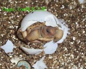 哥法地鼠龜