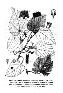 毛葡萄(原亞種) 毛葡萄(原亞種)