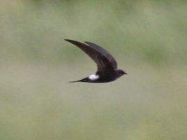 白腰雨燕 白腰雨燕