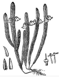 睫毛岩須 睫毛岩須