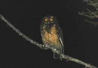 白喉角鴞 白喉角鴞