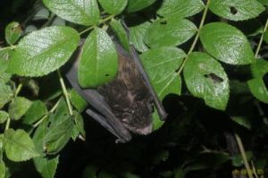 印度伏翼海南亞種 印度伏翼海南亞種