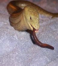脆蛇蜥