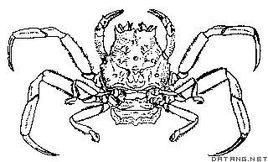 關公蟹屬 關公蟹屬