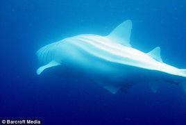 白化鯨鯊
