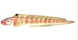 長體軟綿䲁 長體軟綿䲁