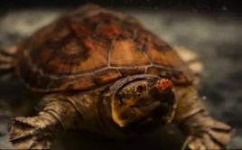 薩爾文巨蛋 薩爾文巨蛋