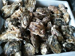 莊河牡蠣