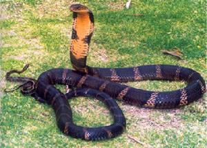 King cobra