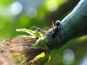 收割蟻 收割蟻