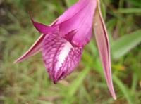 桐科雷蘭 桐科雷蘭