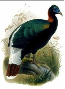 白尾梢虹雉 白尾梢虹雉