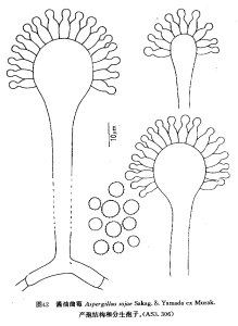 醬油麴黴 醬油麴黴