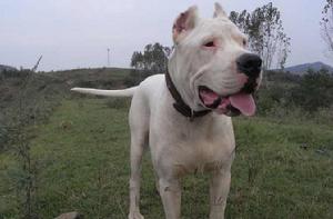 阿根廷杜高 阿根廷杜高