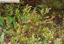 拉薩蟲實 拉薩蟲實