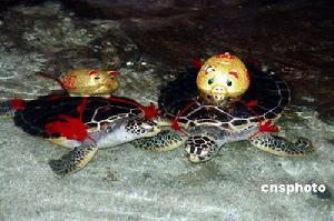 顱海龜