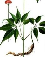 狹葉竹節參 狹葉竹節參