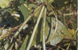 綠豆炭疽病 綠豆炭疽病