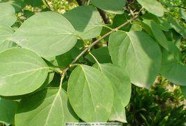 丁香葉油 丁香葉油