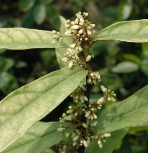 腺脈杜莖山 腺脈杜莖山