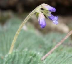 圓果苣苔屬 圓果苣苔屬