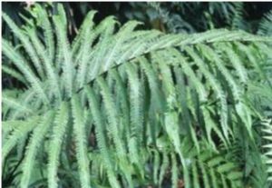 河口毛蕨 河口毛蕨