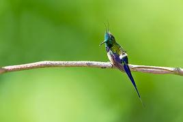 翎冠刺尾蜂鳥 翎冠刺尾蜂鳥