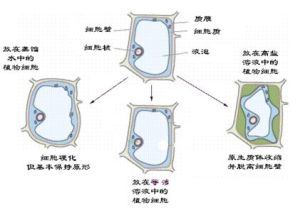 植物水分生理