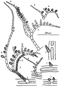 中村旋體藻 中村旋體藻