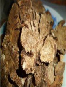 猴接骨草 猴接骨草