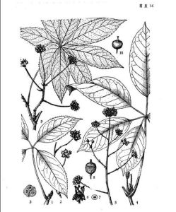 短梗羅傘（變種）