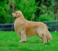 帥氣 溫順 老少皆宜的狗狗--金毛