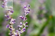 麥冬植物形態圖