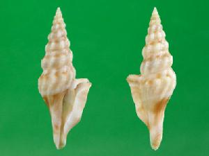 乙姬卷管螺 乙姬卷管螺