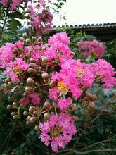 紫薇花[紫薇世界]