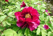 黃尖鎮風景名勝4