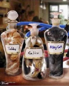 日本盆景貓 日本盆景貓