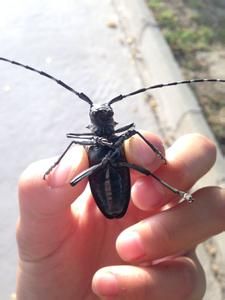 線體蟲屬 線體蟲屬