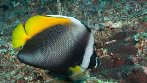 單角馬夫魚 單角馬夫魚